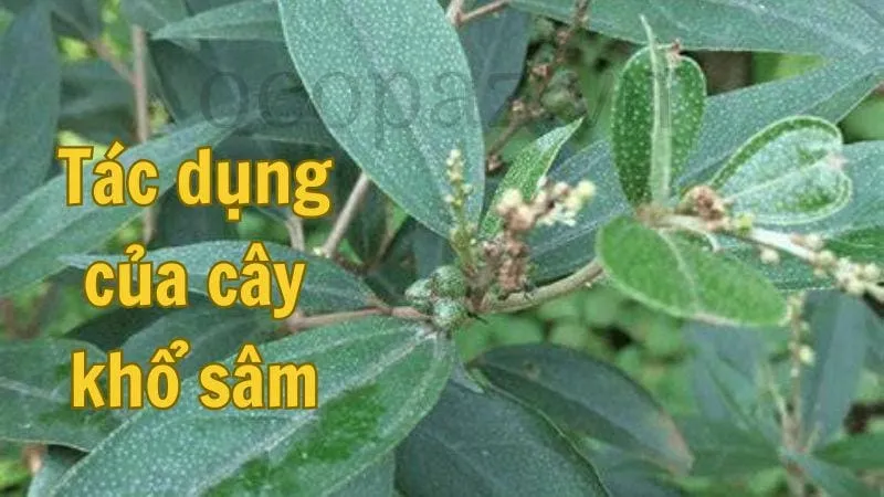 Tác dụng của cây khổ sâm