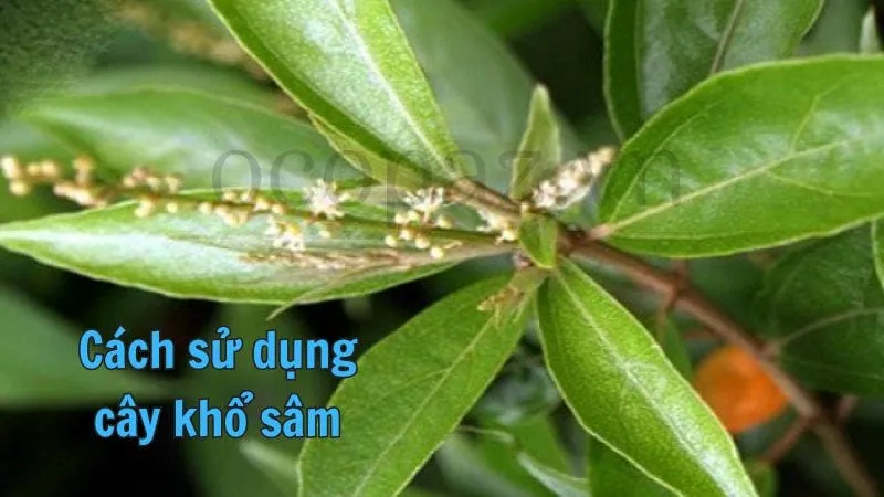 Cách sử dụng cây khổ sâm