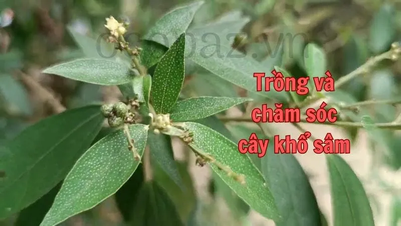 Trồng và chăm sóc cây khổ sâm