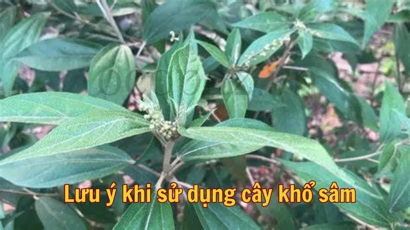 Lưu ý khi sử dụng cây khổ sâm