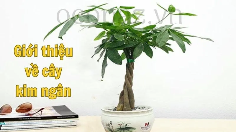 Giới thiệu về cây kim ngân