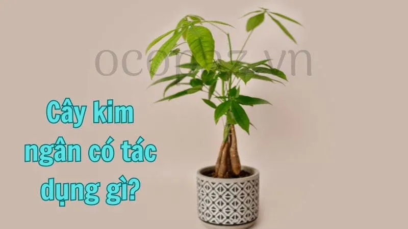 Cây kim ngân có tác dụng gì?