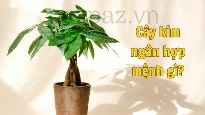 Cây kim ngân hợp mệnh gì?