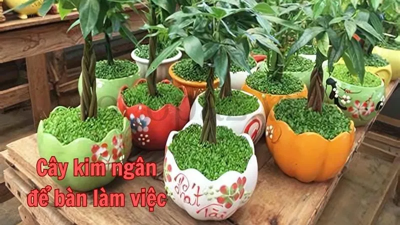 Cây kim ngân để bàn làm việc