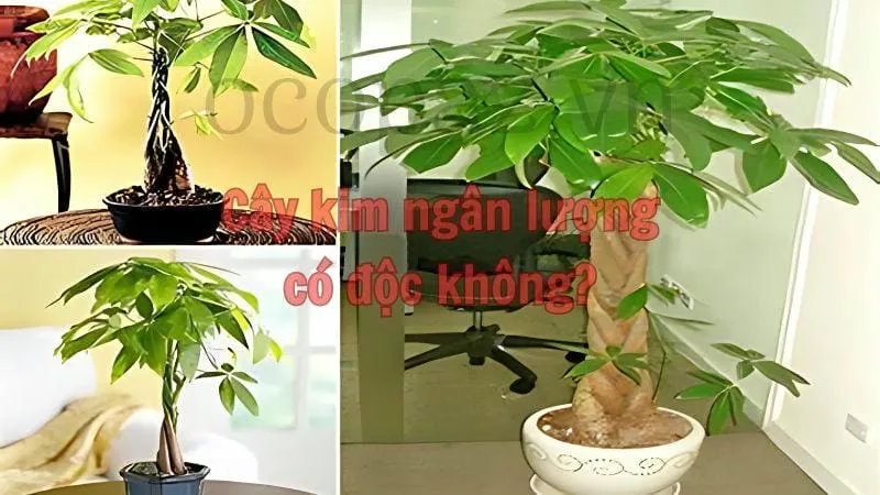 Cây kim ngân lượng có độc không?