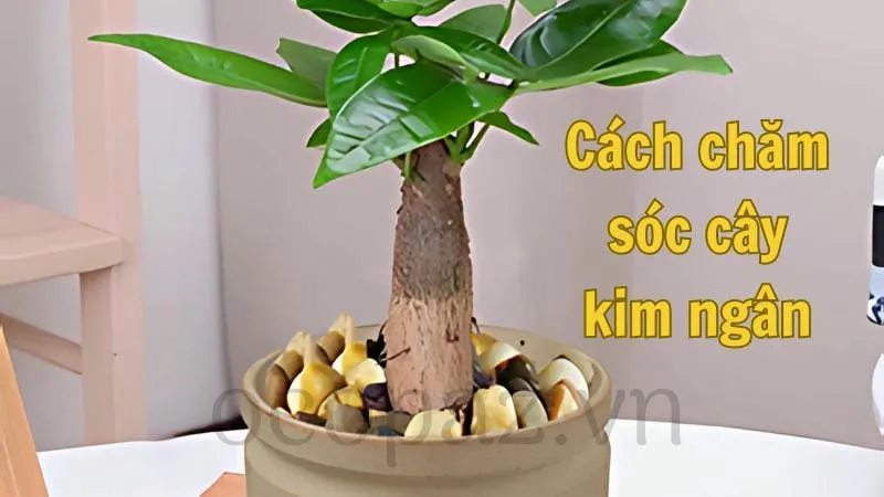 Cách chăm sóc cây kim ngân