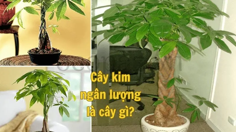 Cây kim ngân lượng là cây gì?