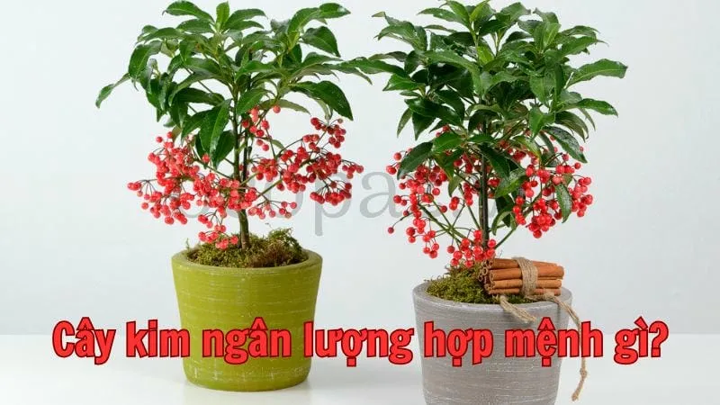 Cây kim ngân lượng hợp mệnh gì?