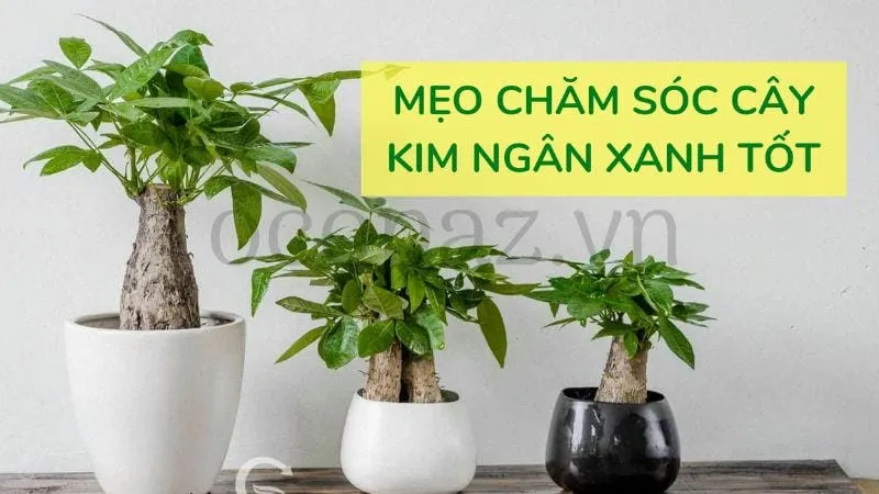 Cây kim ngân lượng giá bao nhiêu?