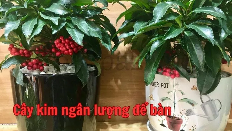 Cây kim ngân lượng để bàn