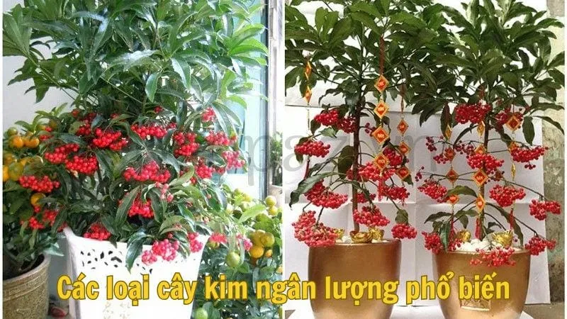 Các loại cây kim ngân lượng phổ biến