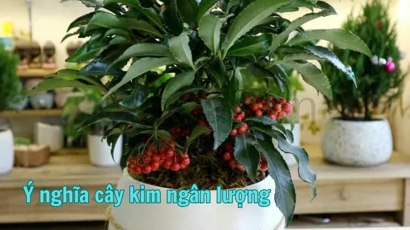 Ý nghĩa cây kim ngân lượng