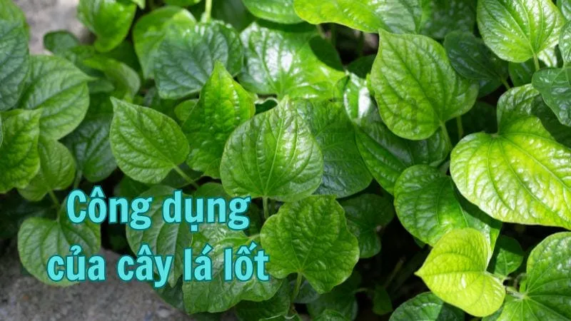 Công dụng của cây lá lốt