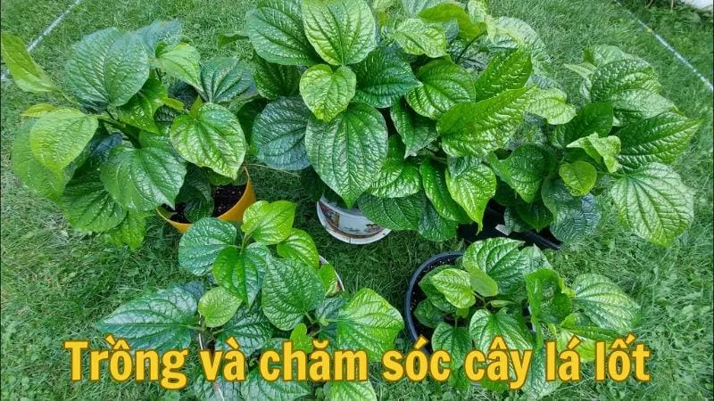 Trồng và chăm sóc cây lá lốt