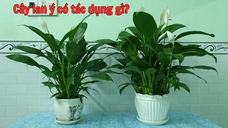 Cây lan ý có tác dụng gì?