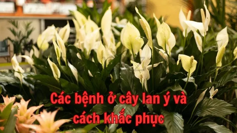 Các bệnh thường gặp ở cây lan ý và cách khắc phục