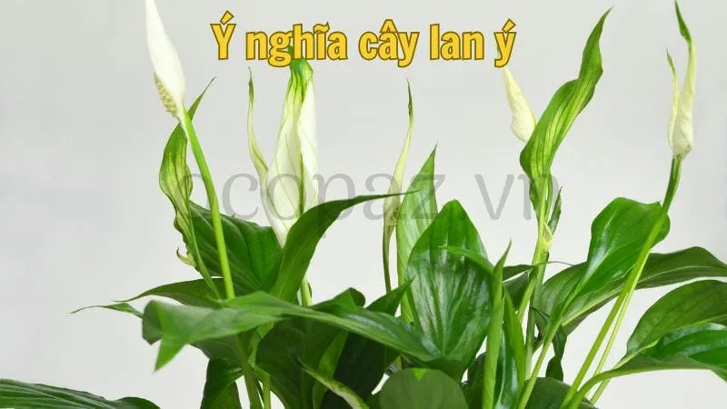 Ý nghĩa cây lan ý