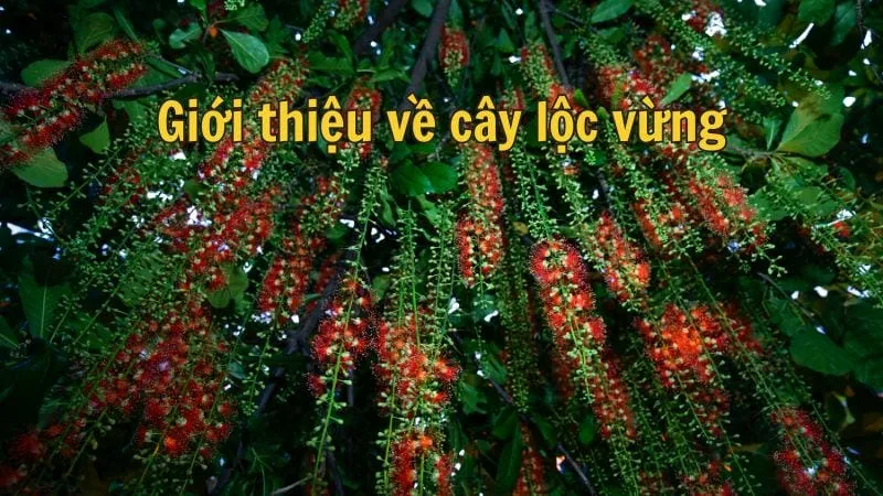 Giới thiệu về cây lộc vừng