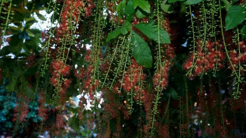 Lộc vừng hoa trắng (Barringtonia racemosa)