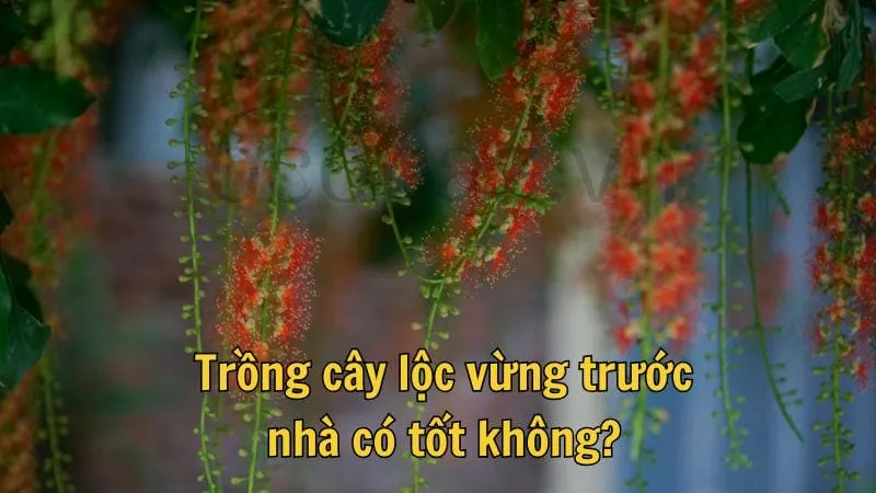 Trồng cây lộc vừng trước nhà có tốt không?