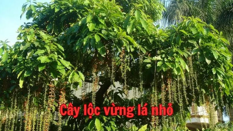 Cây lộc vừng lá nhỏ