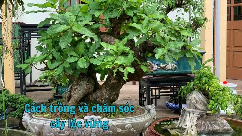 Cách trồng và chăm sóc cây lộc vừng