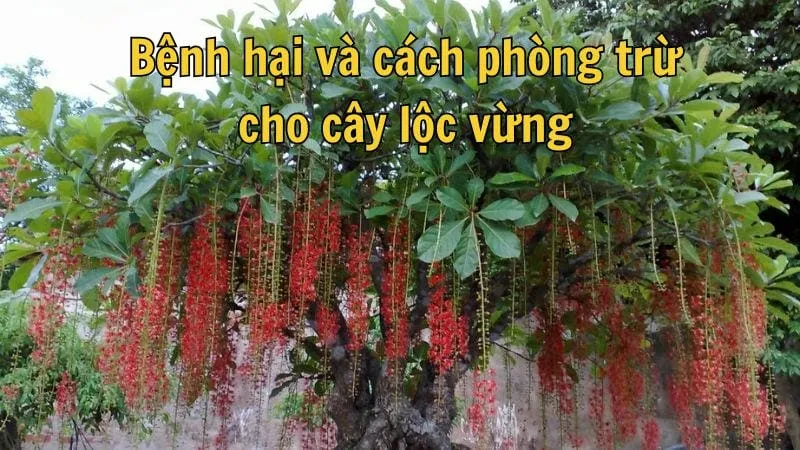 Bệnh hại và cách phòng trừ cho cây lộc vừng