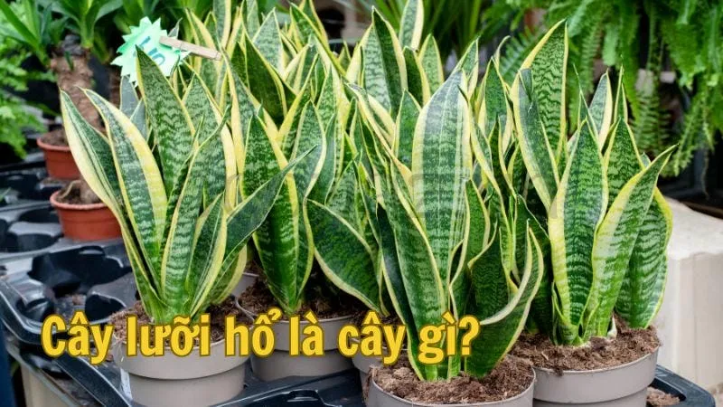 Cây lưỡi hổ là cây gì?