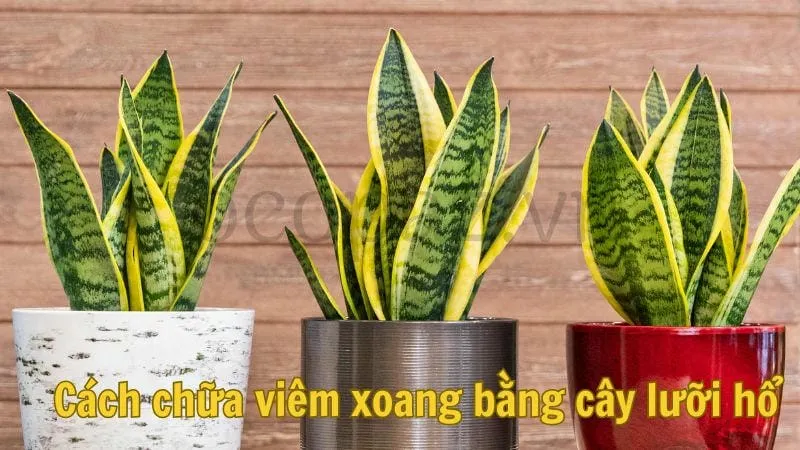 Cách chữa viêm xoang bằng cây lưỡi hổ