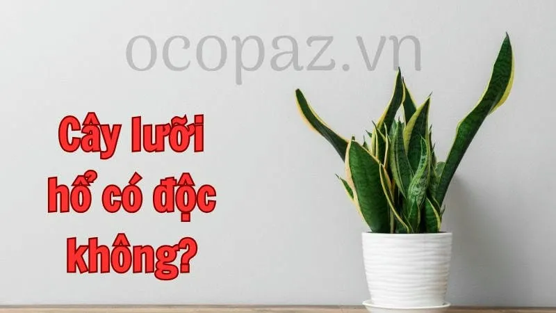 Cây lưỡi hổ có độc không?