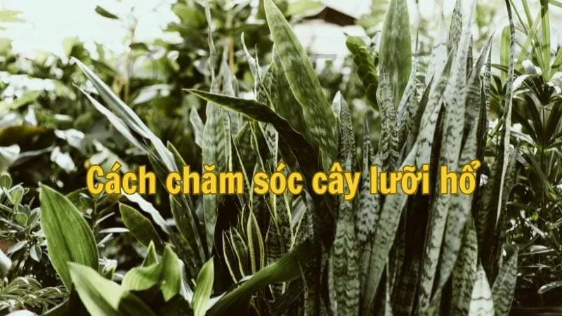 Cách chăm sóc cây lưỡi hổ