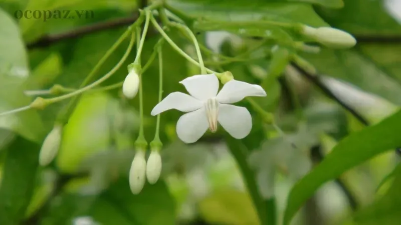 Cây Mai Chiếu Thủy - Đặc điểm, cách trồng và ý nghĩa phong thủy 2