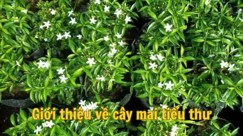 Giới thiệu về cây mai tiểu thư