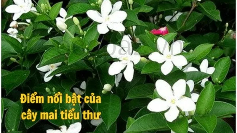 Đặc điểm nổi bật của cây mai tiểu thư