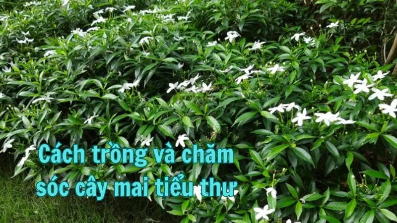 Cách trồng và chăm sóc cây mai tiểu thư