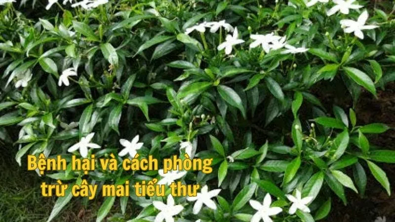 Bệnh hại và cách phòng trừ cây mai tiểu thư