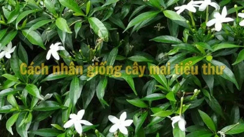 Cách nhân giống cây mai tiểu thư