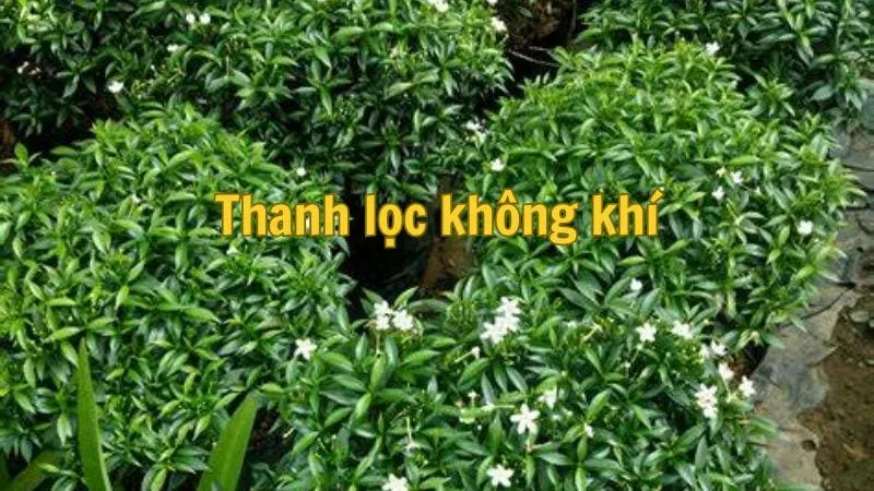 Cây mai vạn phúc giúp thanh lọc không khí