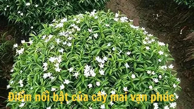 Đặc điểm nổi bật của cây mai vạn phúc