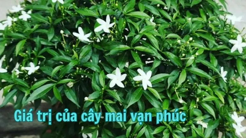 Giá trị của cây mai vạn phúc