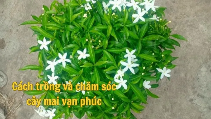 Cách trồng và chăm sóc cây mai vạn phúc