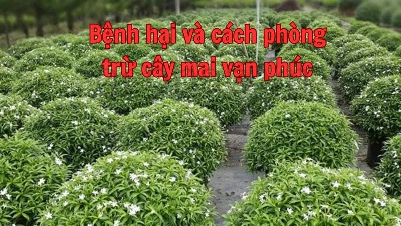 Bệnh hại và cách phòng trừ cây mai vạn phúc