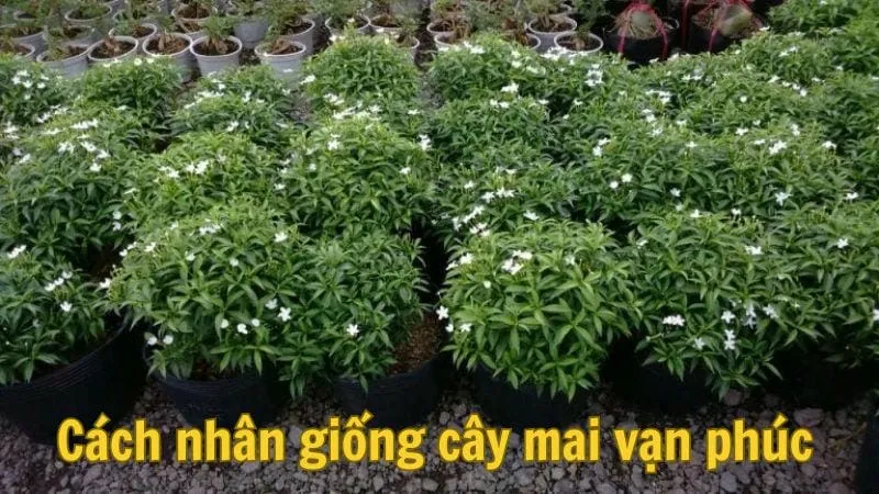 Cách nhân giống cây mai vạn phúc