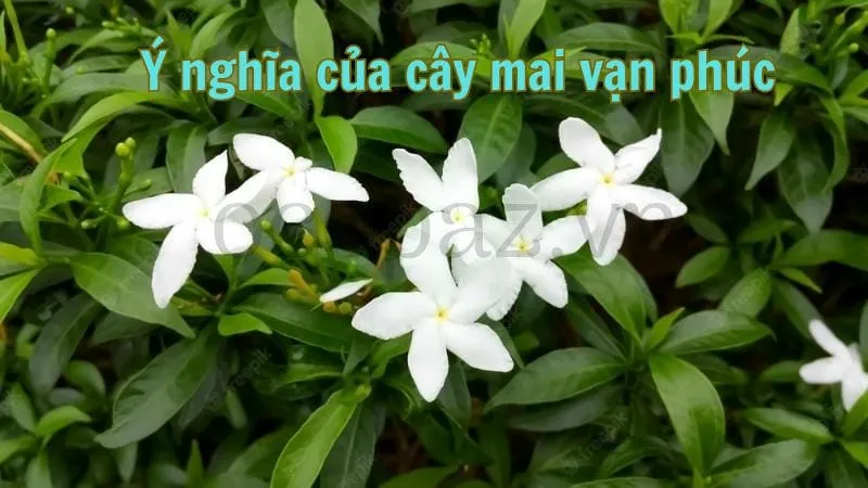 Ý nghĩa của cây mai vạn phúc