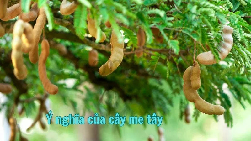 Ý nghĩa của cây me tây