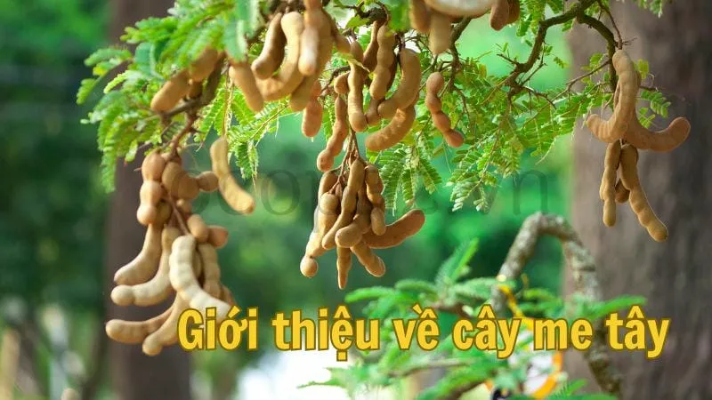 Giới thiệu về cây me tây