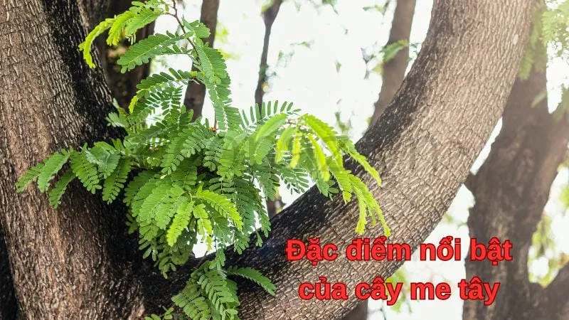 Đặc điểm nổi bật của cây me tây