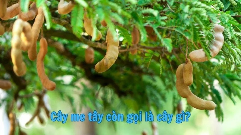 Cây me tây còn gọi là cây gì?