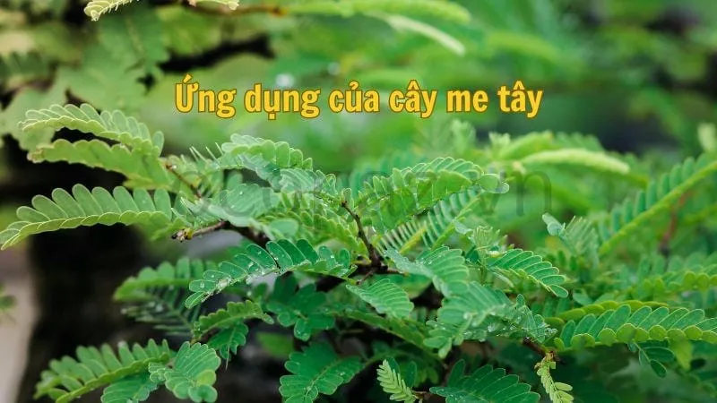 Ứng dụng của cây me tây