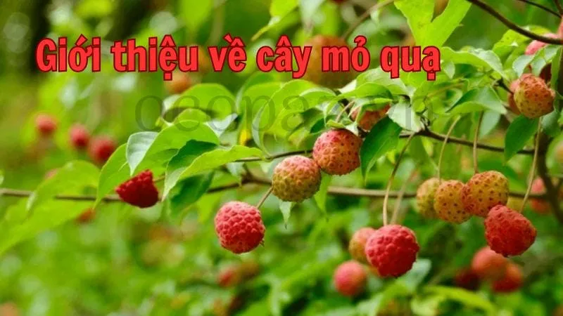 Giới thiệu về cây mỏ quạ